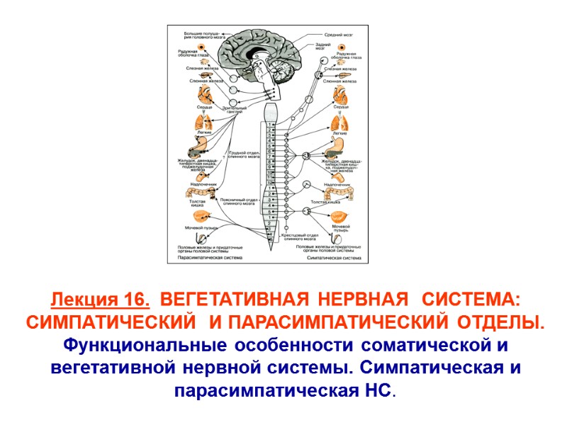Лекция 16. ВЕГЕТАТИВНАЯ НЕРВНАЯ СИСТЕМА: СИМПАТИЧЕСКИЙ И ПАРАСИМПАТИЧЕСКИЙ ОТДЕЛЫ. Функциональные Лекция 16. ВЕГЕТАТИВНАЯ НЕРВНАЯ СИСТЕМА: СИМПАТИЧЕСКИЙ И ПАРАСИМПАТИЧЕСКИЙ ОТДЕЛЫ. Функциональные